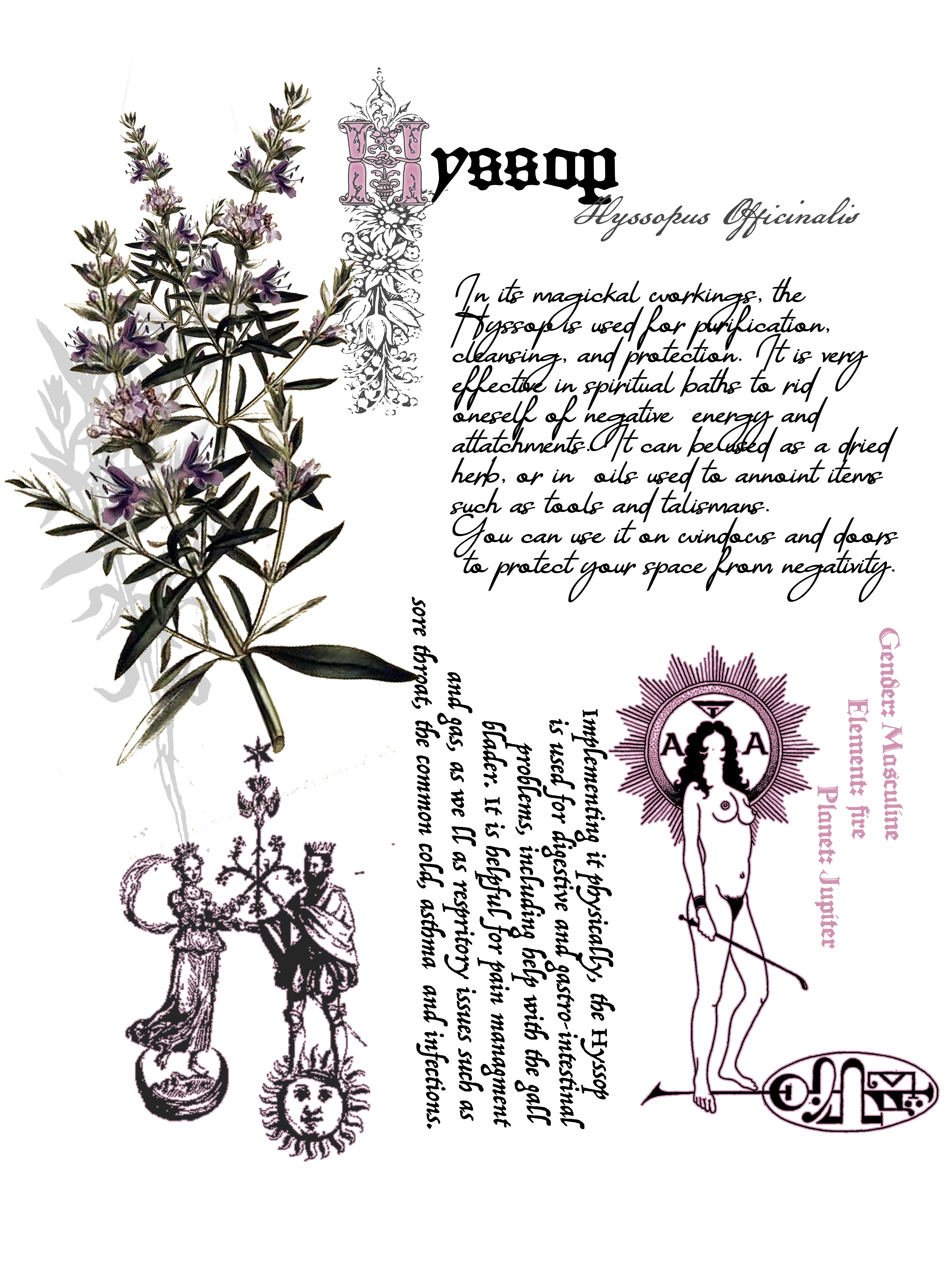 Herb of the week - Hyssop (Hyssopus officinalis)