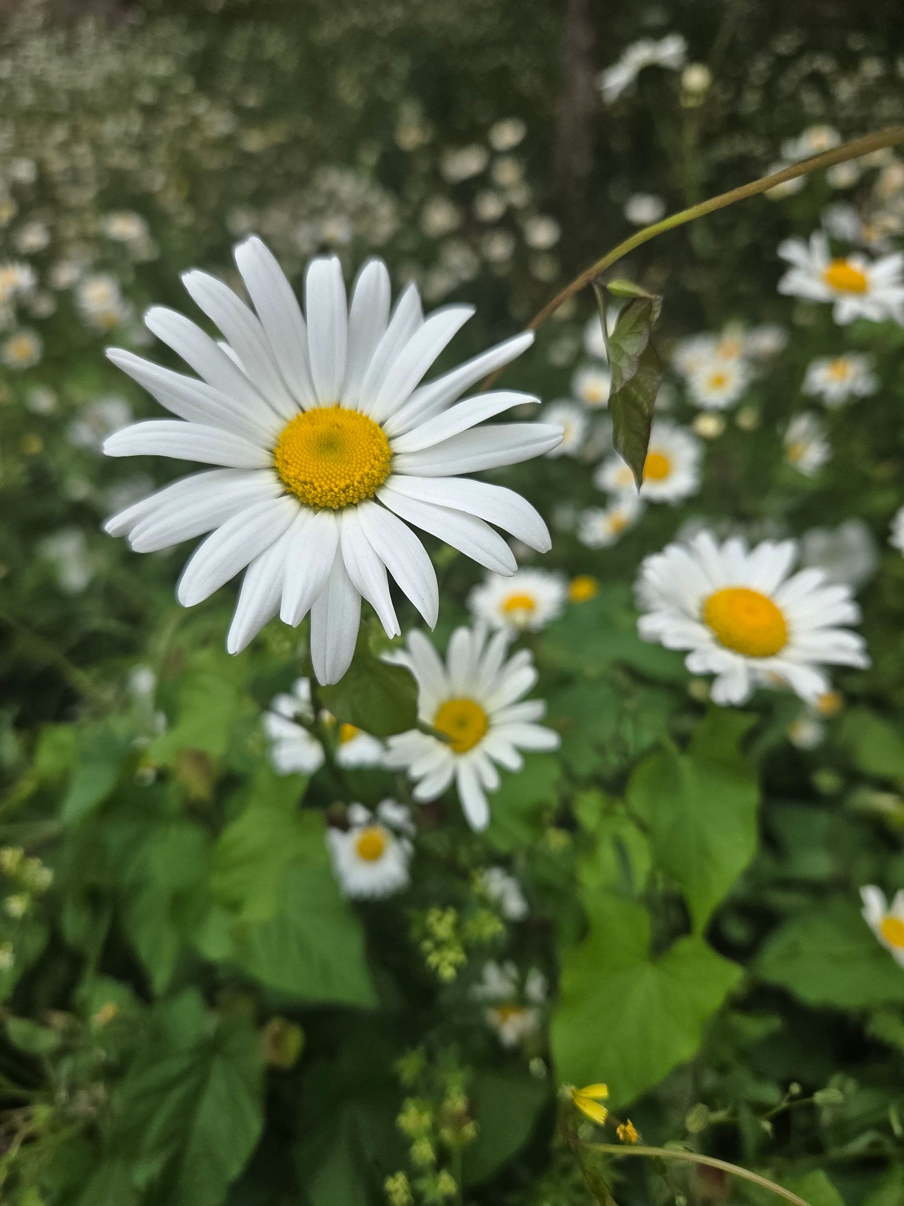 Daisy: A Humble Flower, a Powerful Ally for Healing, Clarity, and Spiritual Connection