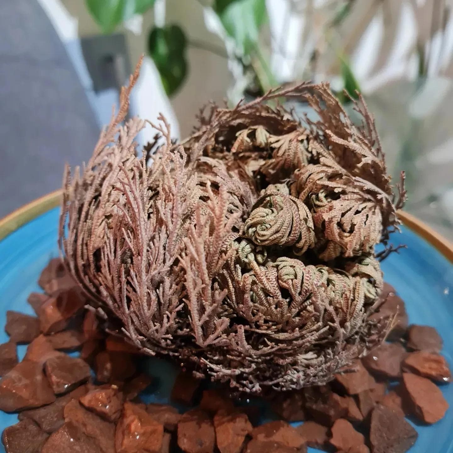 ROSE OF JERICHO ' the resurrection plant'